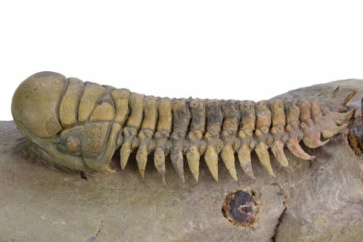 Flying Crotalocephalina Trilobite - Atchana, Morocco #359171